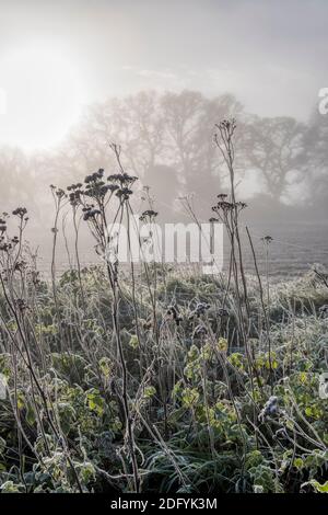 Sonne, die Nebel und Frost auf einer Hecke von Norfolk abbrennt. Stockfoto