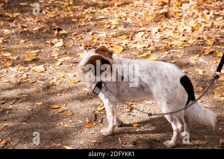 Ein kleiner weiß gefleckter Hund mit braunen Ohren steht auf Eine Leine auf gefallenen gelben Herbstblättern und blickt zurück Stockfoto