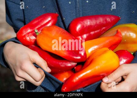 Viele rote Paprika in den Händen der Kinder. Aus Ihrem Garten geerntet. Stockfoto