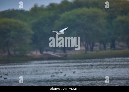 Ein Intermediate Egret fliegt zur nächsten Nahrungssuche und Jagd Lage in den Nebengewässern von Goa Stockfoto