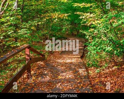 Leerer grüner ökologischer Weg im Herbst, Blick von oben nach unten. Moskau. Stockfoto