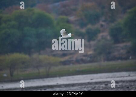 Ein Intermediate Egret fliegt zur nächsten Nahrungssuche und Jagd Lage in den Nebengewässern von Goa Stockfoto