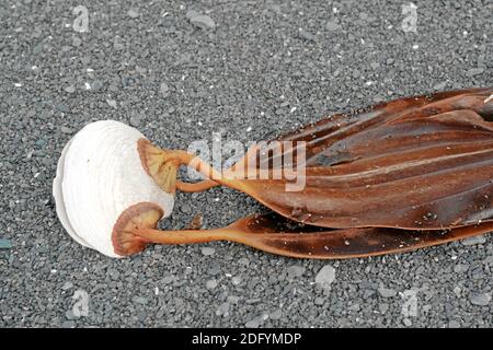 Kodiak National Park, Alaska, USA Stockfoto