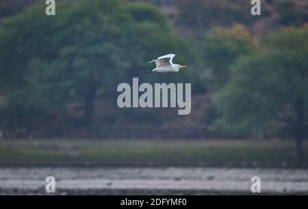 Ein Intermediate Egret fliegt zur nächsten Nahrungssuche und Jagd Lage in den Nebengewässern von Goa Stockfoto