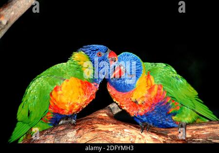 Trichoglossus haematodus, Kokoslorikeet, Regenbogenlorikeet Stockfoto