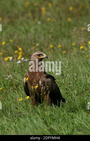 Schreiadler, Schreiadler-Pomarina, aquila pomarina, Schreiadler, Europäischer Zwergadler Stockfoto