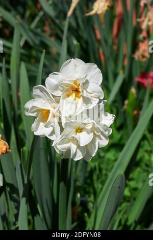 Narcissus weiße, gelbe und orangefarbene Blüten Stockfoto