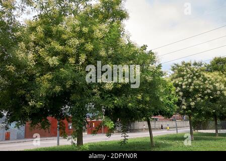 Styphnolobium japonicum cremige weiße Blüte Stockfoto