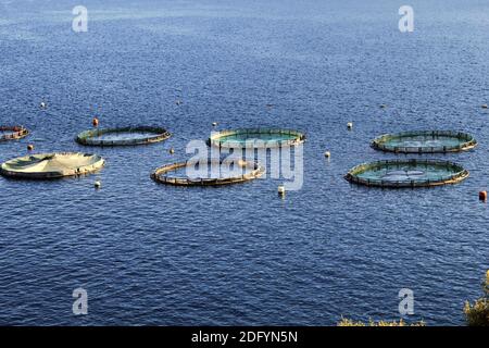 Aquakultursiedlung, Fischfarm mit schwimmenden Kreiskäfigen rund um die Bucht von Attika in Griechenland. Stockfoto