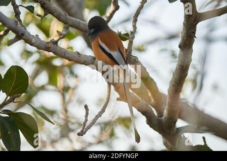 Ein rufous Treepie auf einem Ficusbaum im Todgarh Raoli Wildlife Sanctuary, Indien Stockfoto