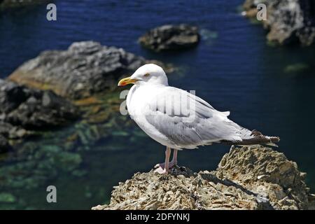 Belle-Ile, die Nadeln von Port Coton, MÃ¶wir Stockfoto
