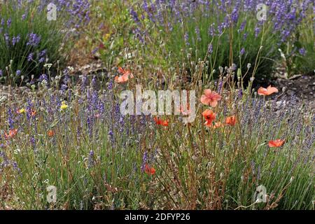 Lavendelfeld in Senanque Stockfoto