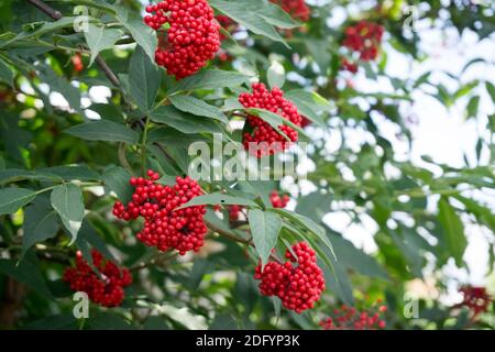 Zweige von reifen Beeren von Holunderrot (Sambucus racemosa) mit grünem Laub im Sommergarten. Stockfoto