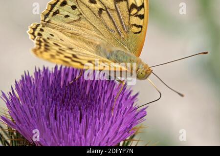 Argynnis pandora, Kardinal, Pandoriana pandora Stockfoto