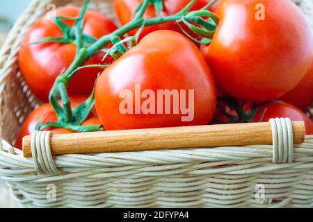 Frische Bio-Tomaten in einem gewebten Korb. Nahaufnahmen Stockfoto