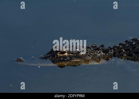 Mississipie Alligator / Alligator mississippiensis / American Alligator everglades np, usa Stockfoto