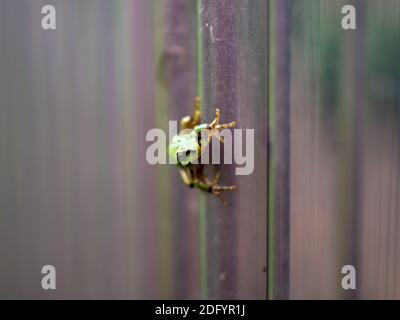 Ein Frosch, der in Matsumoto, Nagano, Japan, eine Wand in der Nähe eines Reiskoffes hochklettert. Stockfoto