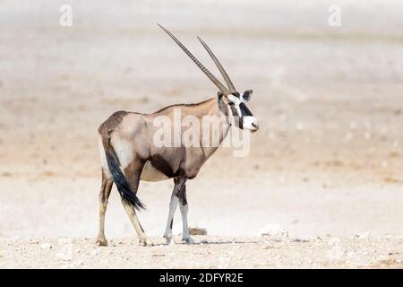 Oryx oder Gemsbok (Oryx gazella), stehend in Wüstenlandschaft, Etosha National Park, Namibia. Stockfoto