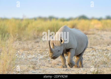 Schwarznashorn (Diceros bicornis), Spaziergang auf Savanne, Etosha Nationalpark, Namibia. Stockfoto