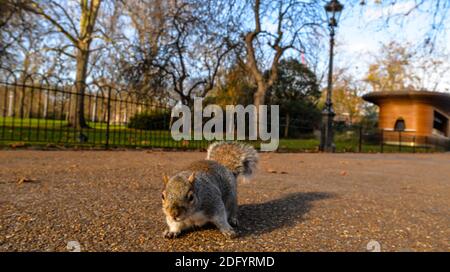 Ein graues Eichhörnchen in einem winterlichen St James Park in London am 5. Dezember 2020 Stockfoto