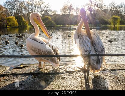 Eine Gruppe von erwachsenen und jungen Pelikanen neben stehen Ein See im St James Park in London Stockfoto