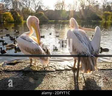 Eine Gruppe von erwachsenen und jungen Pelikanen neben stehen Ein See im St James Park in London Stockfoto