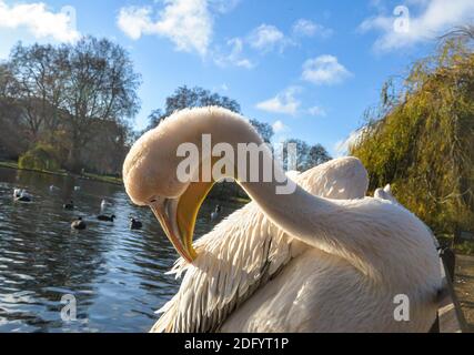 Eine Gruppe von erwachsenen und jungen Pelikanen neben stehen Ein See im St James Park in London Stockfoto