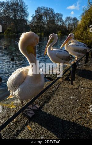 Eine Gruppe von erwachsenen und jungen Pelikanen neben stehen Ein See im St James Park in London Stockfoto