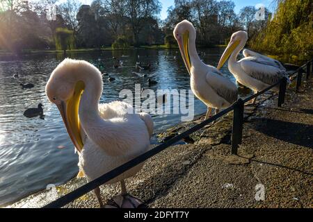 Eine Gruppe von erwachsenen und jungen Pelikanen neben stehen Ein See im St James Park in London Stockfoto