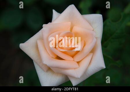 Zarte Rose von hellem Pfirsich Farbe Nahaufnahme. Gelb-orange Rose auf einem verschwommenen Hintergrund eines grünen Gartens Stockfoto