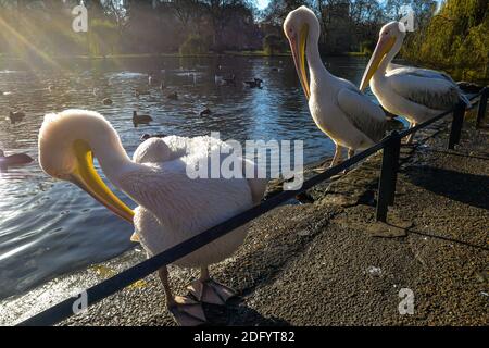 Eine Gruppe von erwachsenen und jungen Pelikanen neben stehen Ein See im St James Park in London Stockfoto