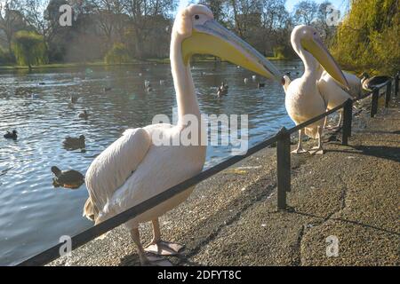 Eine Gruppe von erwachsenen und jungen Pelikanen neben stehen Ein See im St James Park in London Stockfoto