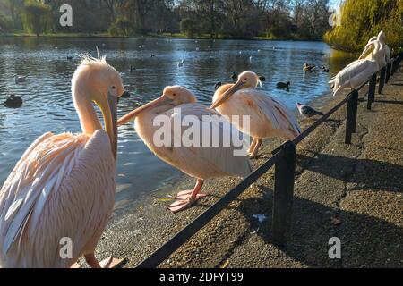 Eine Gruppe von erwachsenen und jungen Pelikanen neben stehen Ein See im St James Park in London Stockfoto