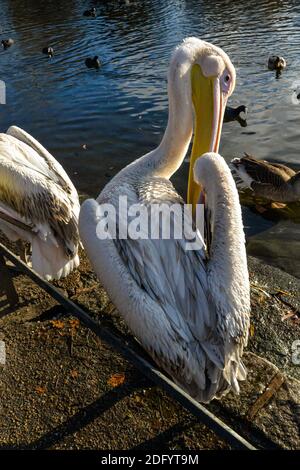 Eine Gruppe von erwachsenen und jungen Pelikanen neben stehen Ein See im St James Park in London Stockfoto