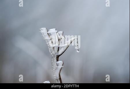 Brighton UK 7. Dezember 2020 - eiskalter Nebel und Frost erzeugen eisige Formen auf dem Laub am Devils Dike auf dem South Downs Way nördlich von Brighton. Es wurde prognostiziert, dass heute in einigen Teilen Großbritanniens dichter Nebel herrschen wird, was die Fahrbedingungen schwierig macht : Credit Simon Dack / Alamy Live News Stockfoto