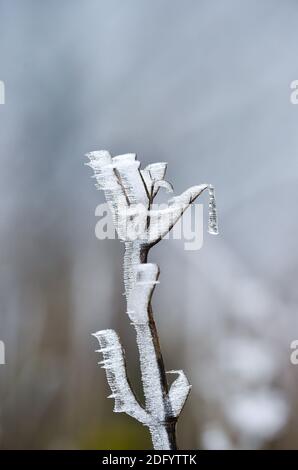 Brighton UK 7. Dezember 2020 - eiskalter Nebel und Frost erzeugen eisige Formen auf dem Laub am Devils Dike auf dem South Downs Way nördlich von Brighton. Es wurde prognostiziert, dass heute in einigen Teilen Großbritanniens dichter Nebel herrschen wird, was die Fahrbedingungen schwierig macht : Credit Simon Dack / Alamy Live News Stockfoto