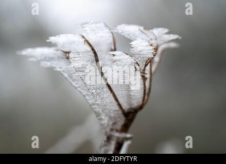 Brighton UK 7. Dezember 2020 - eiskalter Nebel und Frost erzeugen eisige Formen auf dem Laub am Devils Dike auf dem South Downs Way nördlich von Brighton. Es wurde prognostiziert, dass heute in einigen Teilen Großbritanniens dichter Nebel herrschen wird, was die Fahrbedingungen schwierig macht : Credit Simon Dack / Alamy Live News Stockfoto