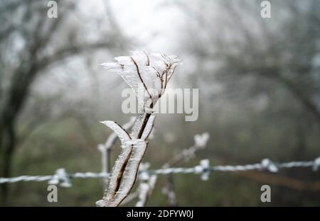 Brighton UK 7. Dezember 2020 - eiskalter Nebel und Frost erzeugen eisige Formen auf dem Laub am Devils Dike auf dem South Downs Way nördlich von Brighton. Es wurde prognostiziert, dass heute in einigen Teilen Großbritanniens dichter Nebel herrschen wird, was die Fahrbedingungen schwierig macht : Credit Simon Dack / Alamy Live News Stockfoto