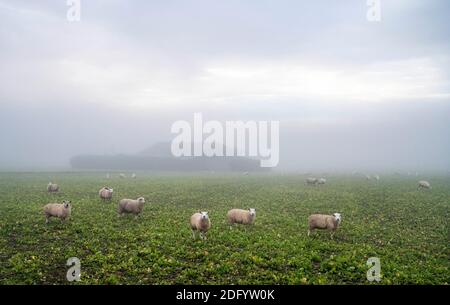 Brighton UK 7. Dezember 2020 - Schafe im Nebel auf einer Farm in der Nähe von Devils Dike auf dem South Downs Way nördlich von Brighton. Es wurde prognostiziert, dass heute in einigen Teilen Großbritanniens dichter Nebel herrschen wird, was die Fahrbedingungen schwierig macht : Credit Simon Dack / Alamy Live News Stockfoto