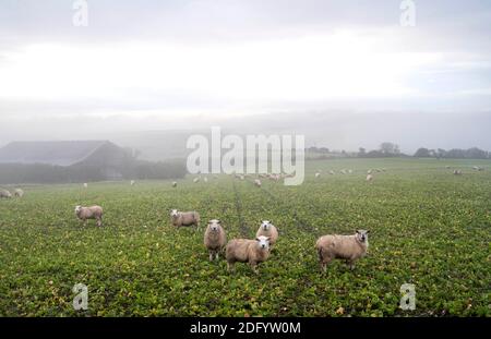 Brighton UK 7. Dezember 2020 - Schafe im Nebel auf einer Farm in der Nähe von Devils Dike auf dem South Downs Way nördlich von Brighton. Es wurde prognostiziert, dass heute in einigen Teilen Großbritanniens dichter Nebel herrschen wird, was die Fahrbedingungen schwierig macht : Credit Simon Dack / Alamy Live News Stockfoto