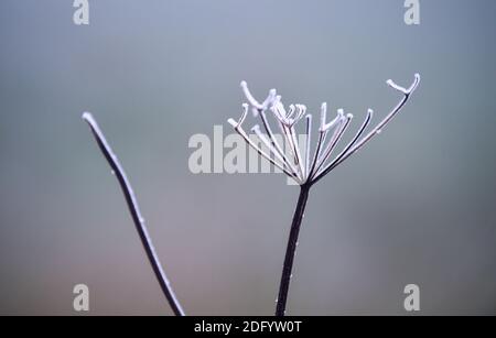 Brighton UK 7. Dezember 2020 - eiskalter Nebel und Frost erzeugen eisige Formen auf dem Laub am Devils Dike auf dem South Downs Way nördlich von Brighton. Es wurde prognostiziert, dass heute in einigen Teilen Großbritanniens dichter Nebel herrschen wird, was die Fahrbedingungen schwierig macht : Credit Simon Dack / Alamy Live News Stockfoto