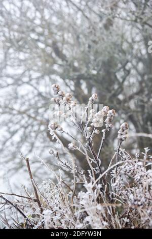 Brighton UK 7. Dezember 2020 - eiskalter Nebel und Frost erzeugen eisige Formen auf dem Laub am Devils Dike auf dem South Downs Way nördlich von Brighton. Es wurde prognostiziert, dass heute in einigen Teilen Großbritanniens dichter Nebel herrschen wird, was die Fahrbedingungen schwierig macht : Credit Simon Dack / Alamy Live News Stockfoto