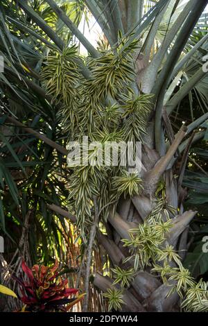 Bismarckpalme, Bismarckia nobilis, in einem privaten subtropischen Garten. Autumn, Queensland, Australien Stockfoto