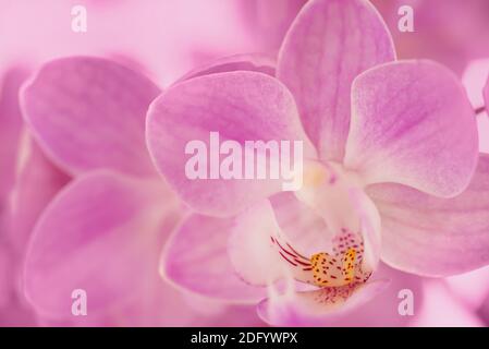 Nahaufnahme einer pastellrosa Phalaenopsis (Mottenorchidee) Blume Stockfoto