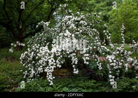 Viburnum Strauch in einem öffentlichen Garten, Deutschland. Stockfoto