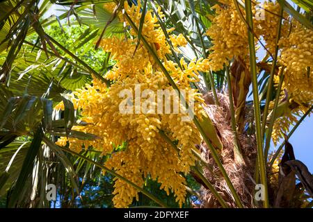 Blühende Chusanpalme (Trachycarpus fortunei) in einem öffentlichen Garten, Deutschland. Stockfoto