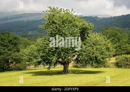 Große und alte Kirsche im Berg im Sommer, italienische Alpen, Monte Baldo, Venetien, Provinz Verona, Italien, Europa. Stockfoto