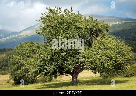 Große und alte Kirsche im Berg im Sommer, italienische Alpen, Monte Baldo, Venetien, Provinz Verona, Italien, Europa. Stockfoto