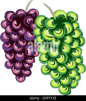 Zusammensetzung von weißen und violetten Trauben. Traditioneller Kunststil. Vektor Stock Vektor