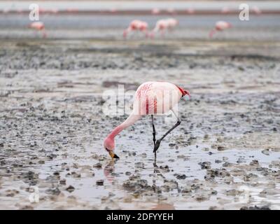 Ein Paar Flamingos watet und ernährt sich an einem See in Salar de Uyuni, Bolivien Stockfoto